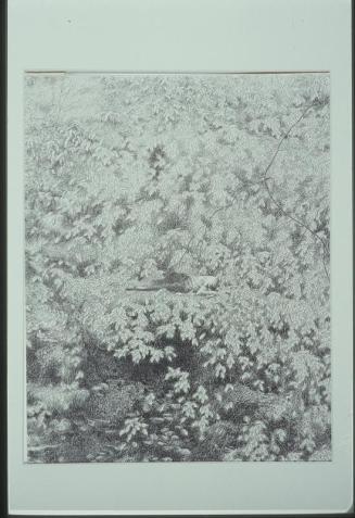 Sleeping Figure on Fern Covered Hillside